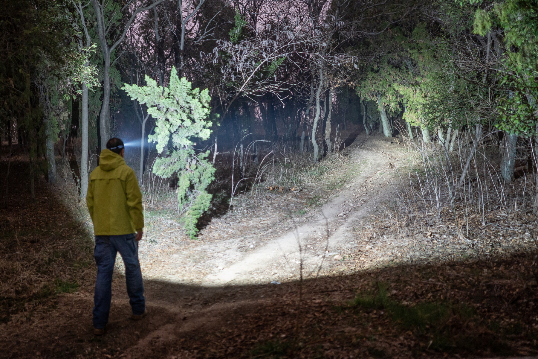 Homme &eacute;quip&eacute; d'un &eacute;clairage frontal explorant une for&ecirc;t sombre la nuit