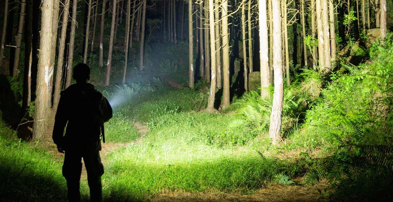 Outdoor-Abenteuer bei Nacht: Eine Person nutzt eine leistungsstarke LED-Taschenlampe zur Ausleuchtung eines dichten Waldes mit B&auml;umen und Farnen.