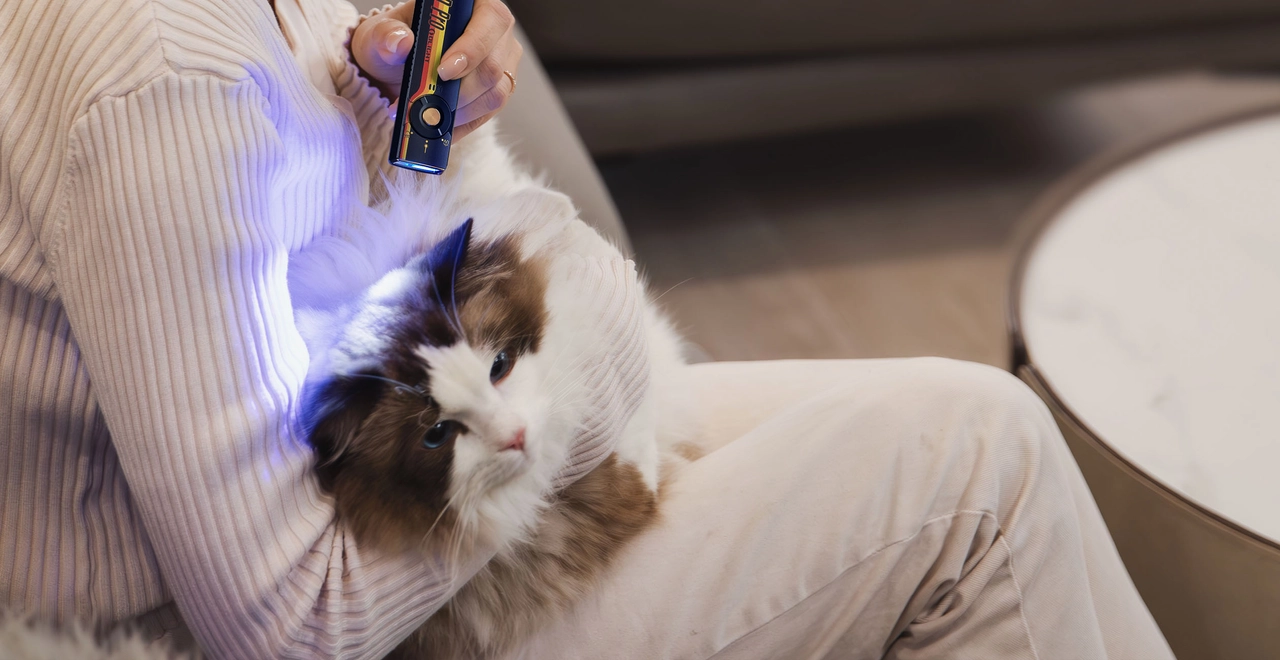 Cat inspected for ringworm skin issues under UV light