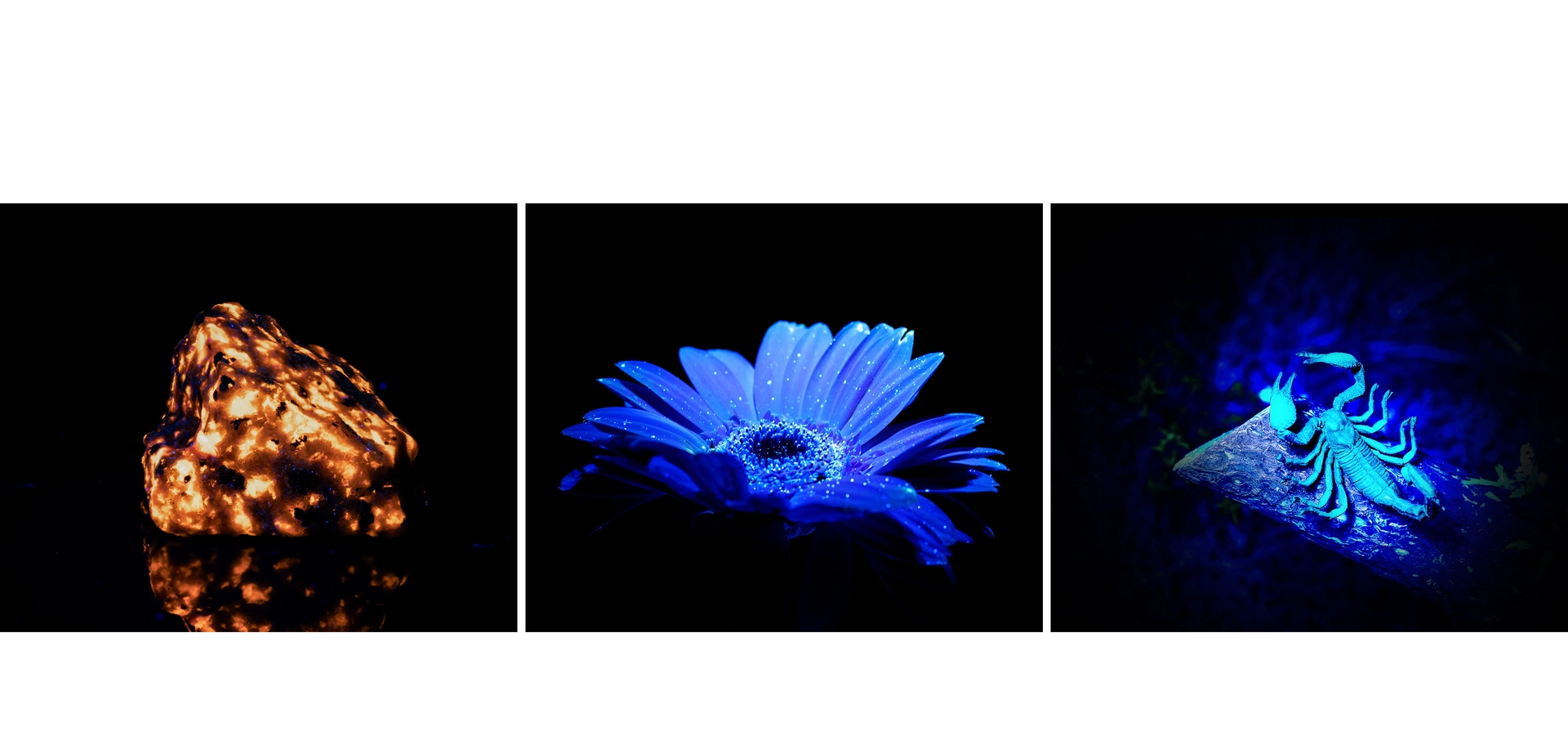 Fluorescent Yooperlite, flower, and scorpion glowing under UV light