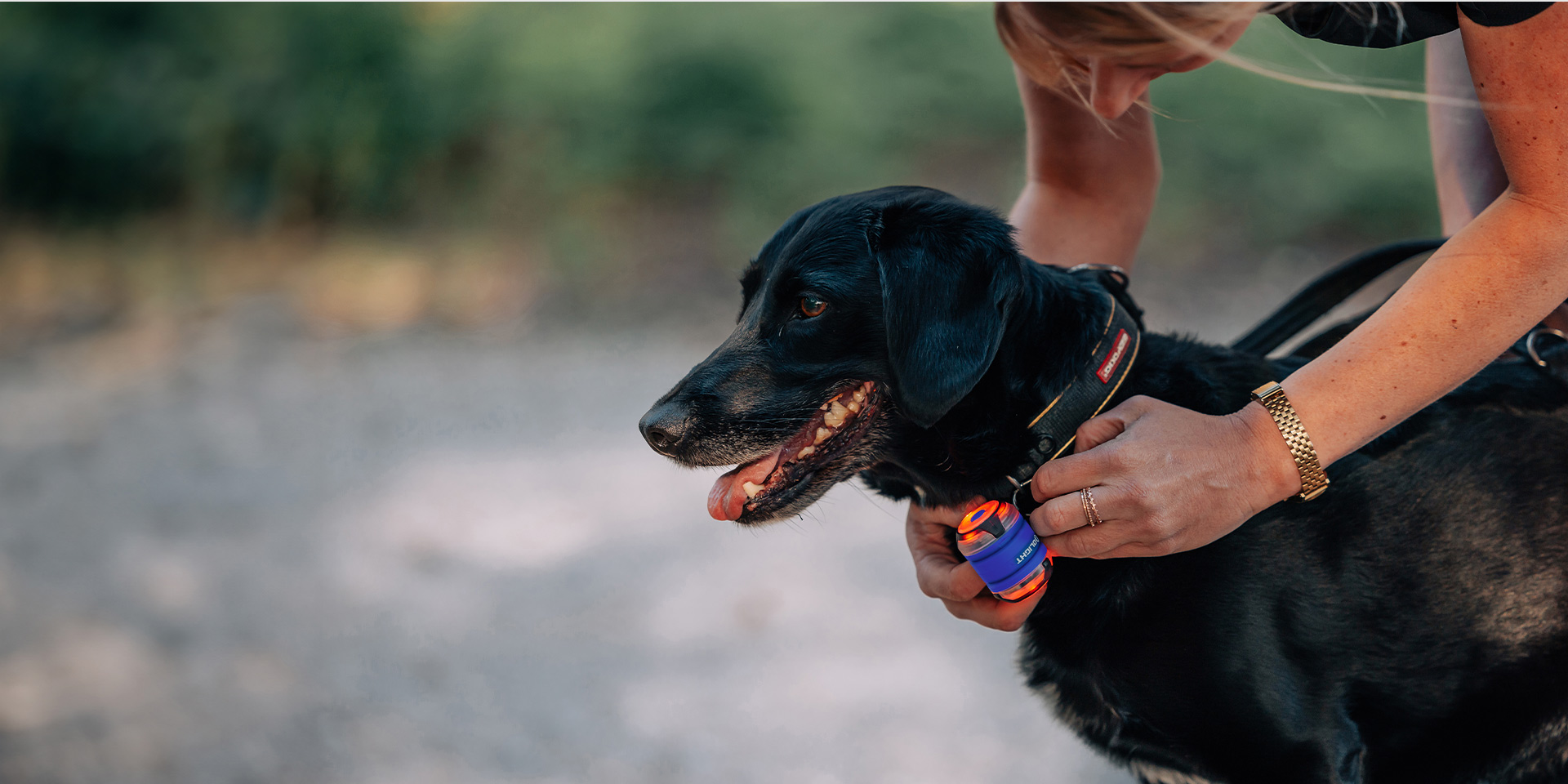 Mujer colocando una luz LED de seguridad recargable en el collar de un perro negro para paseos nocturnos seguros al aire libre.