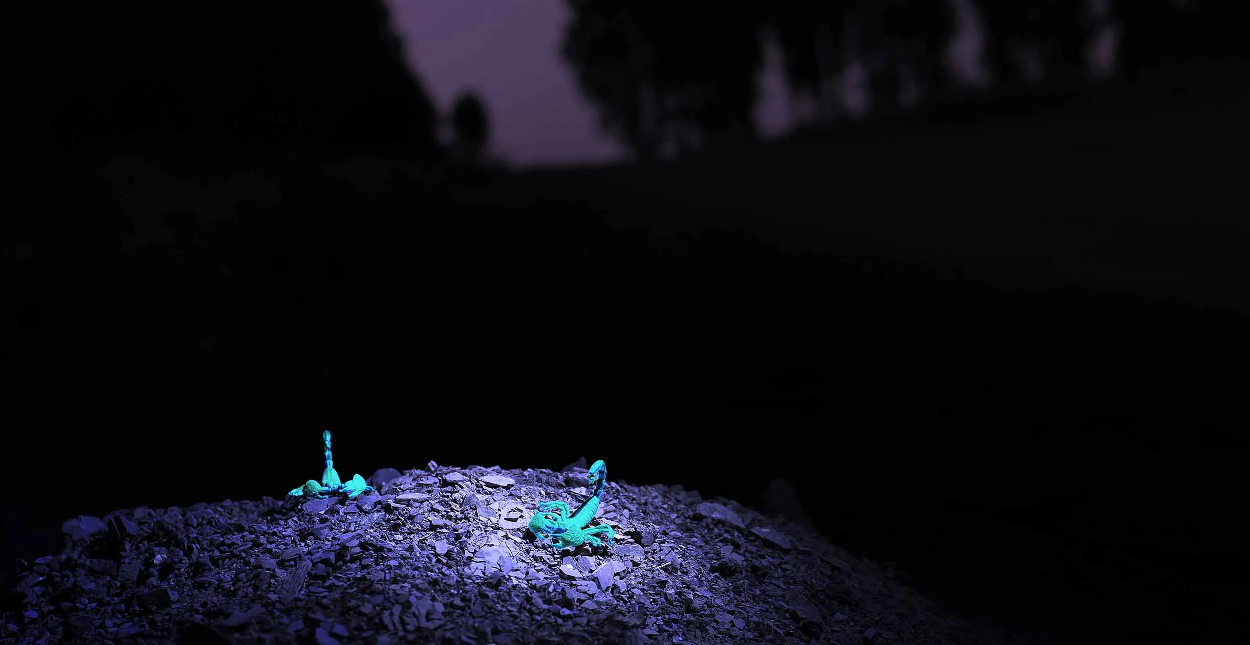 Two scorpions glowing bright green under UV blacklight on a rocky ground at night