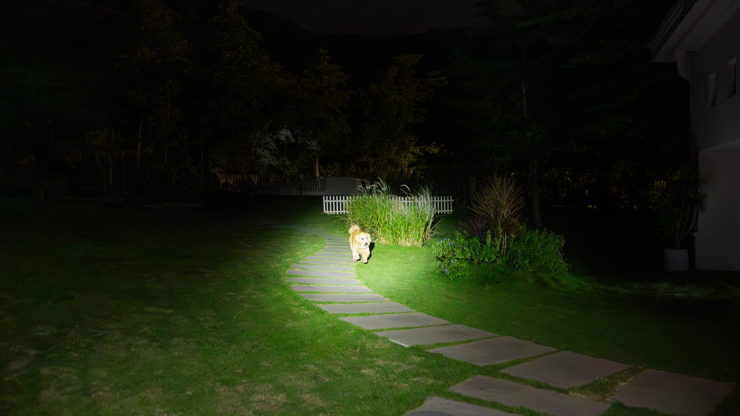 Perro Golden Retriever iluminado por una potente linterna en el sendero de un jardín de noche